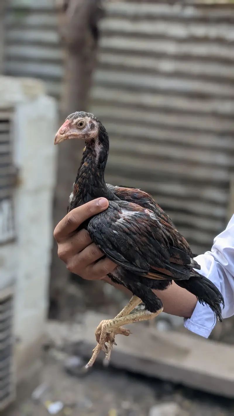 bachy for sale Female 1500 1 male 2000 — photo 2