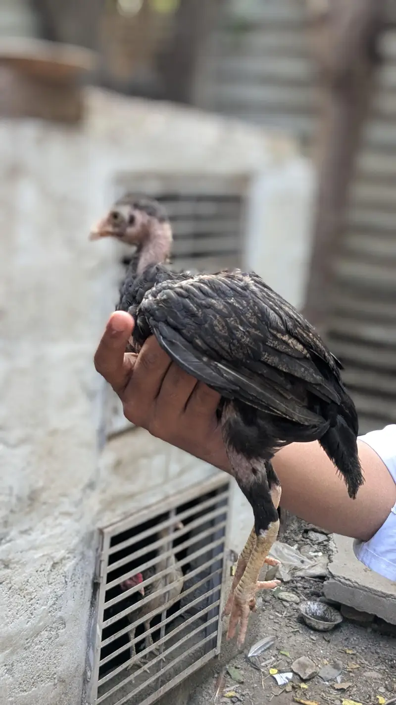 bachy for sale Female 1500 1 male 2000 — photo 3