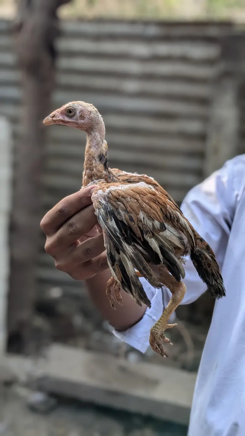 bachy for sale Female 1500 1 male 2000 — photo 4