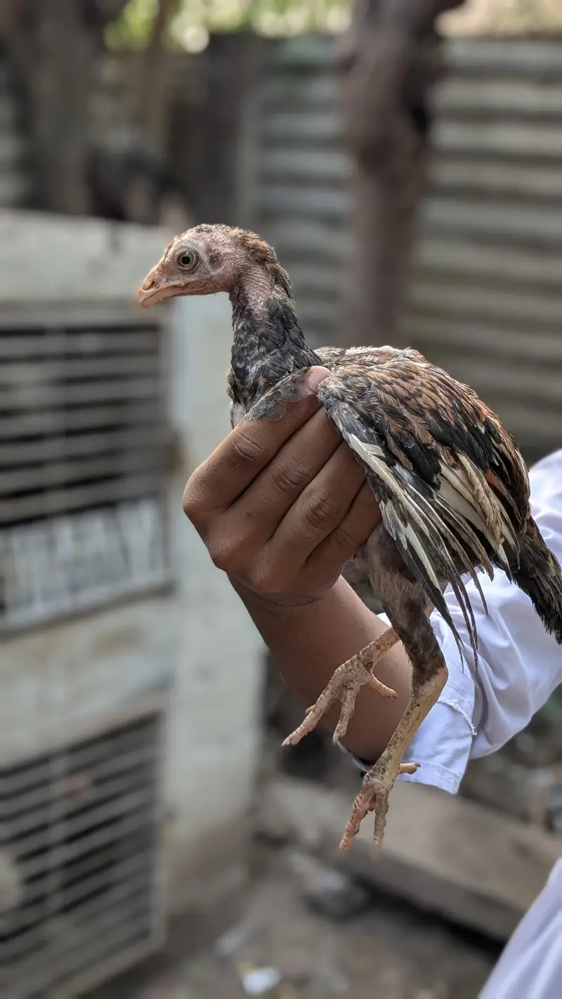 bachy for sale Female 1500 1 male 2000 — photo 5