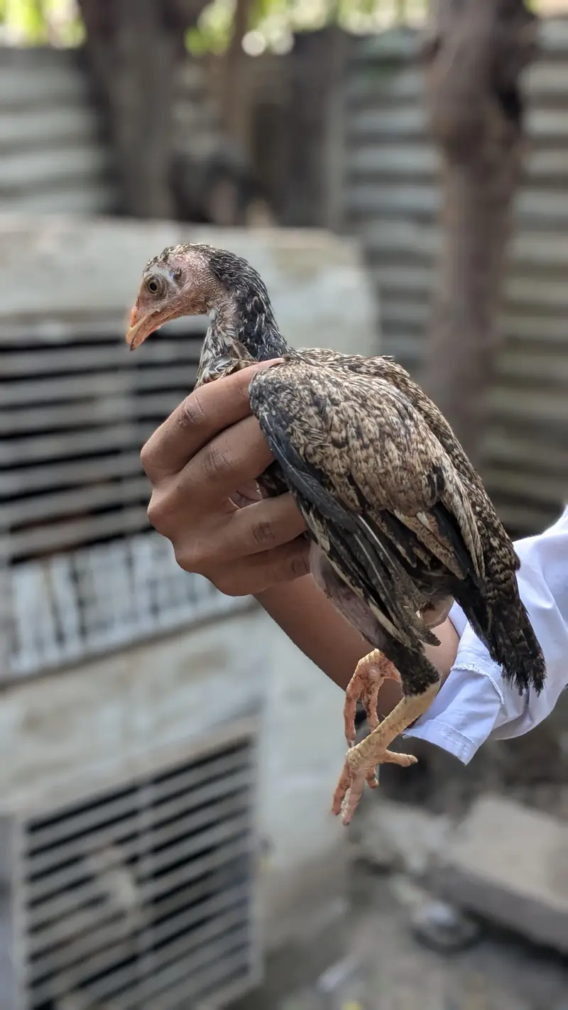 bachy for sale Female 1500 1 male 2000 — photo 6