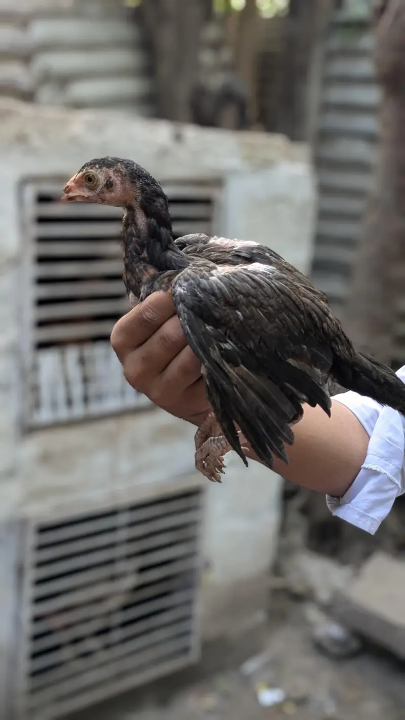bachy for sale Female 1500 1 male 2000 — photo 7