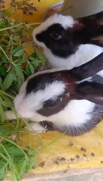 cute rabbit availible