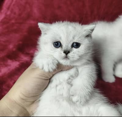 British short Hair Kittens Available