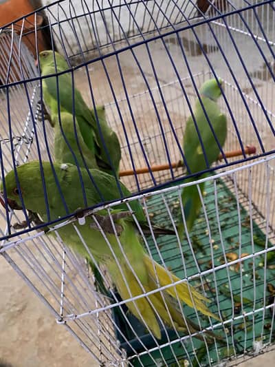 beautiful female ringneck parrot available
