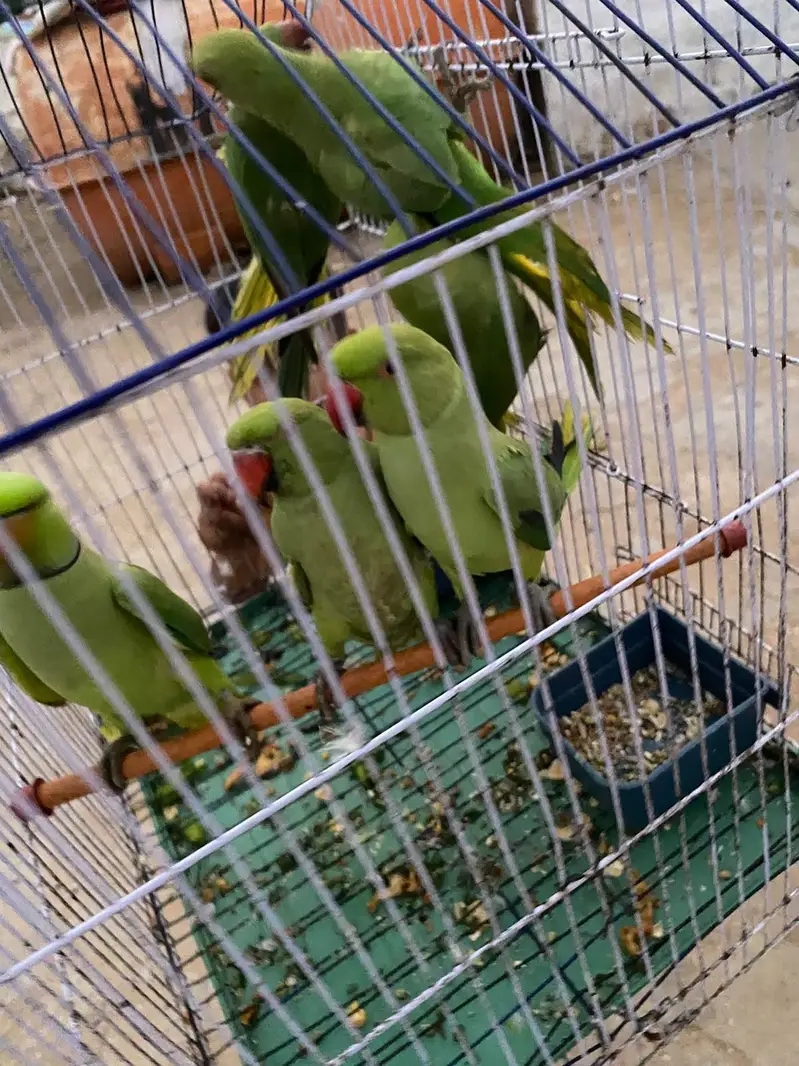 beautiful female ringneck parrot available — photo 2