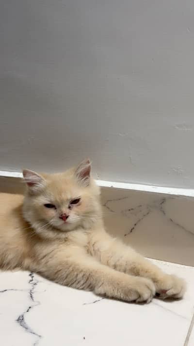 Want to sell this cat