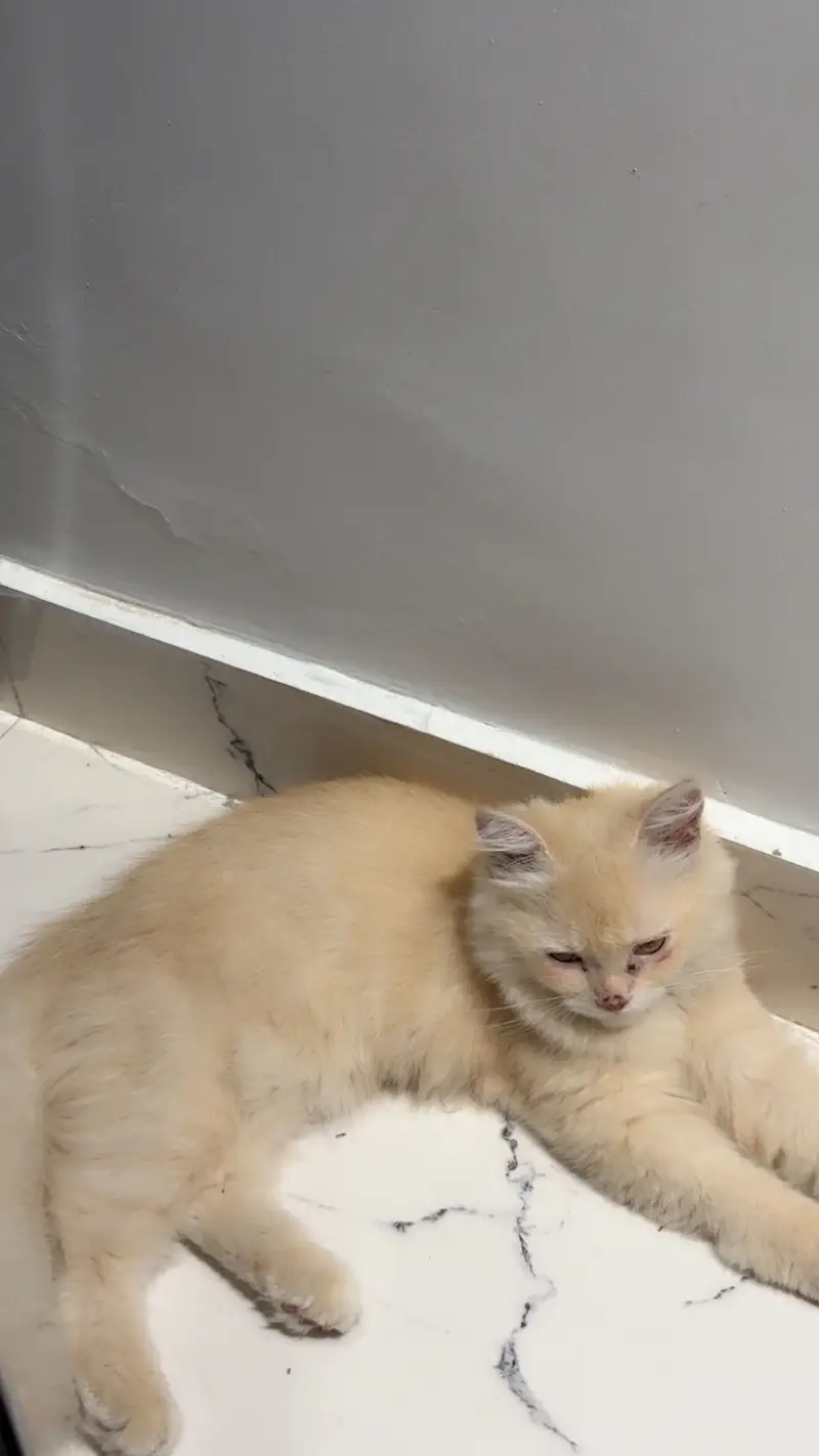Want to sell this cat — photo 2