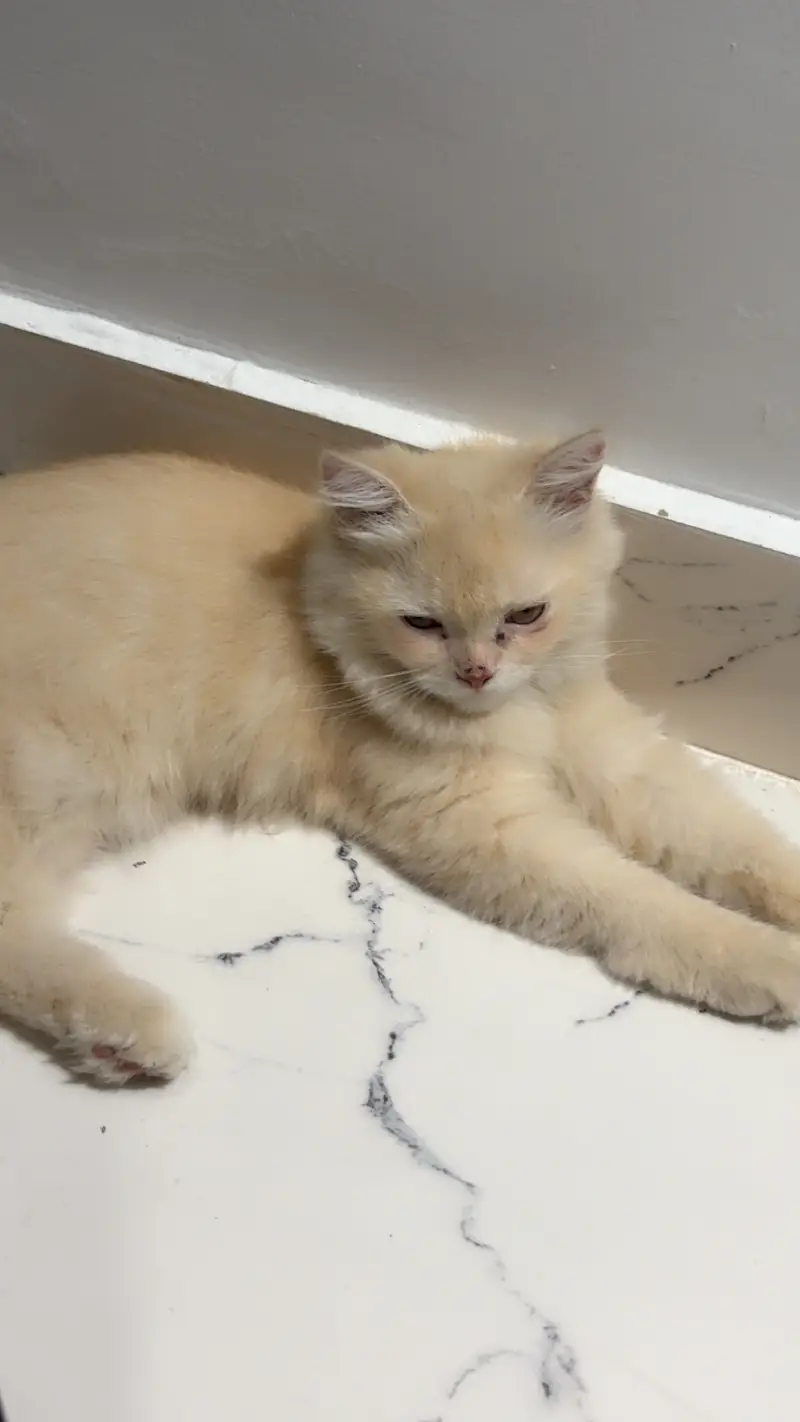 Want to sell this cat — photo 3