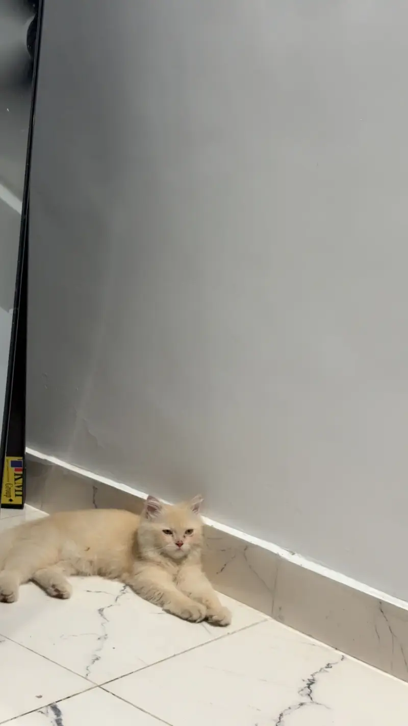 Want to sell this cat — photo 4