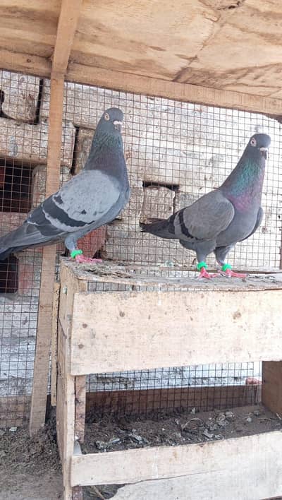 Breeder kabootar
