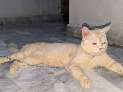 For sale