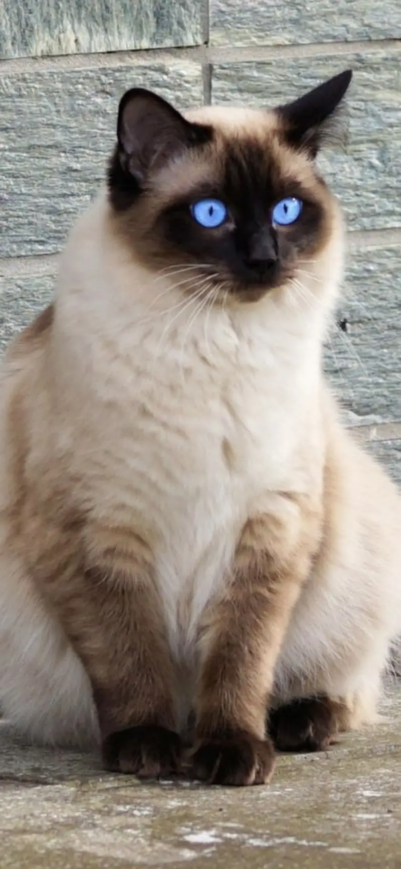 Siamese male cat available for sale urgent — photo 2
