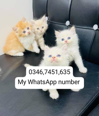 Persian kittens for sale