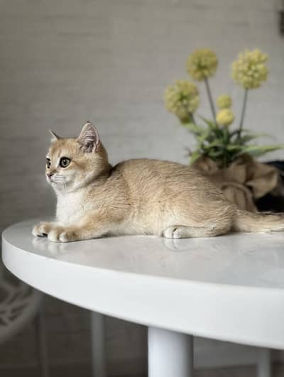British Short Hair Kittens