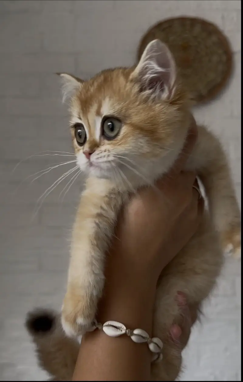 British Short Hair Kittens — photo 2