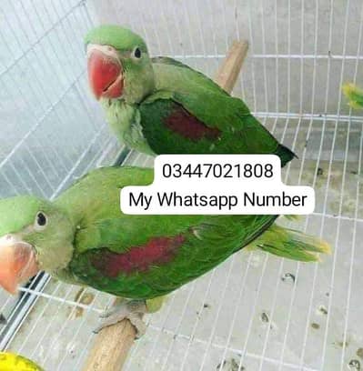 Kashmiri Raw Parrot Urgent For Sale