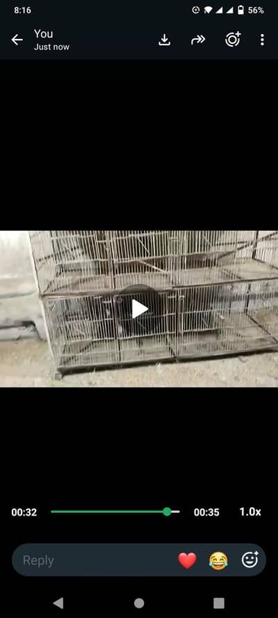 8 portion cage