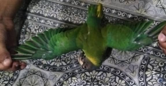 plum headed parrot