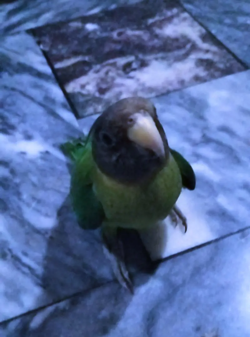 plum headed parrot — photo 2