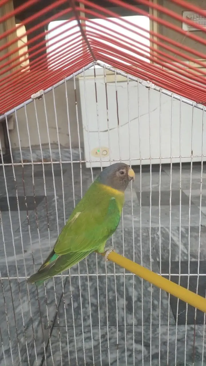 plum headed parrot — photo 3