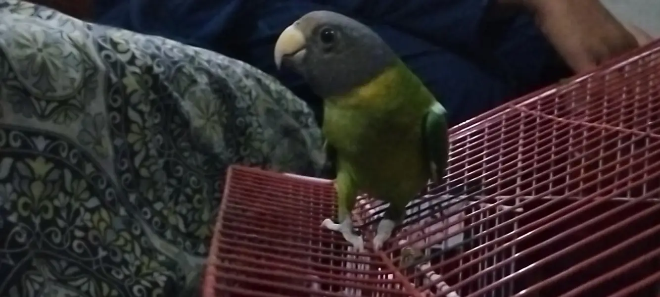 plum headed parrot — photo 4