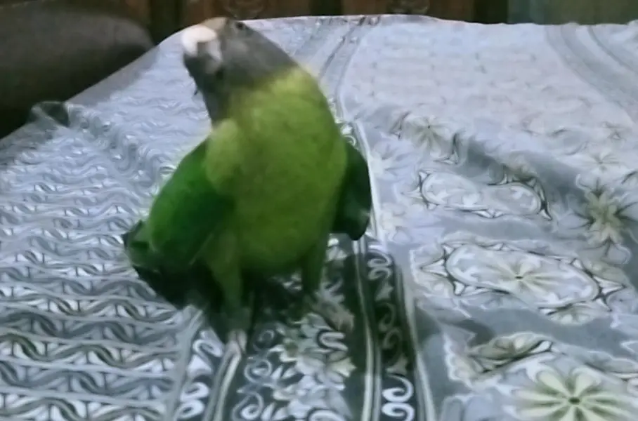 plum headed parrot — photo 5
