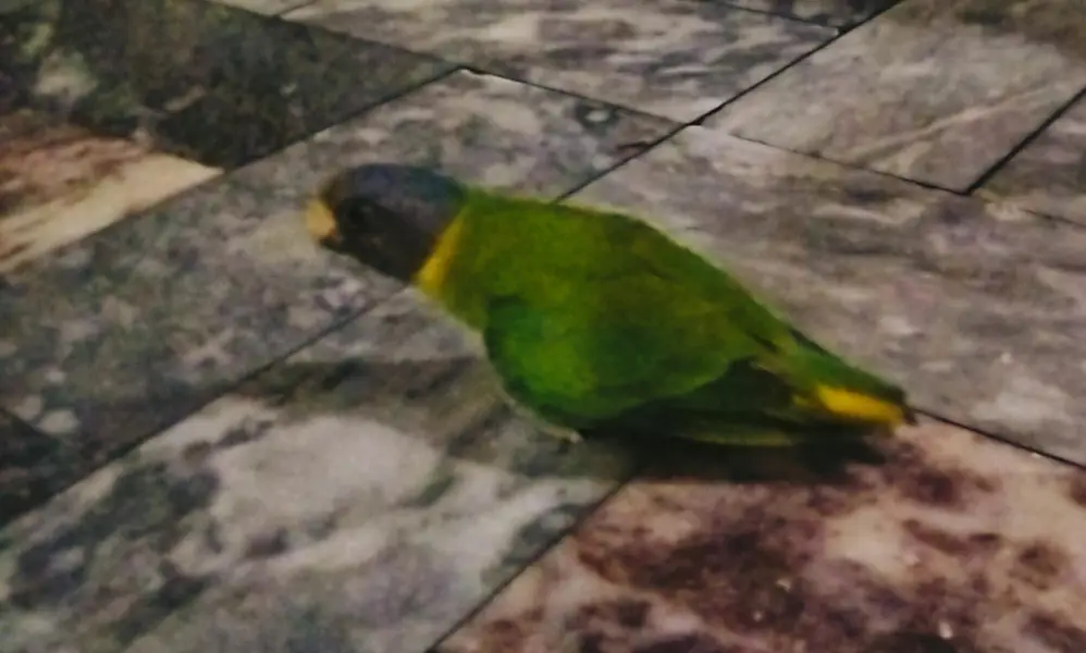 plum headed parrot — photo 6