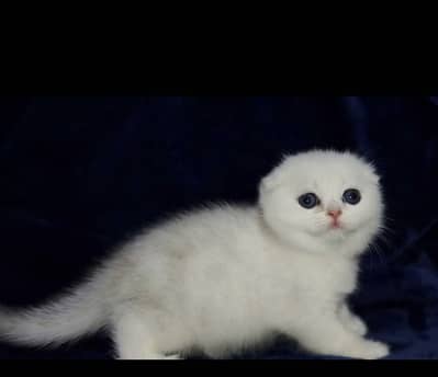 Scotish Fold Kittens Available