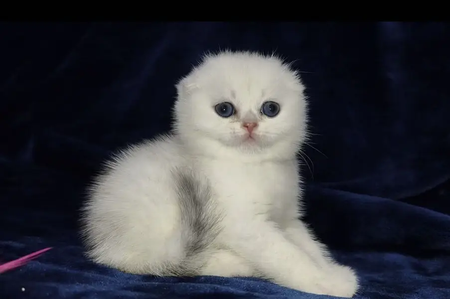 Scotish Fold Kittens Available — photo 2