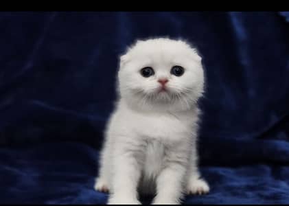 Scotish Fold Kittens Available