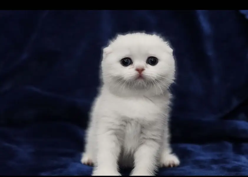 Scotish Fold Kittens Available — photo 3