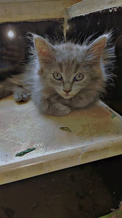 gray Persian female