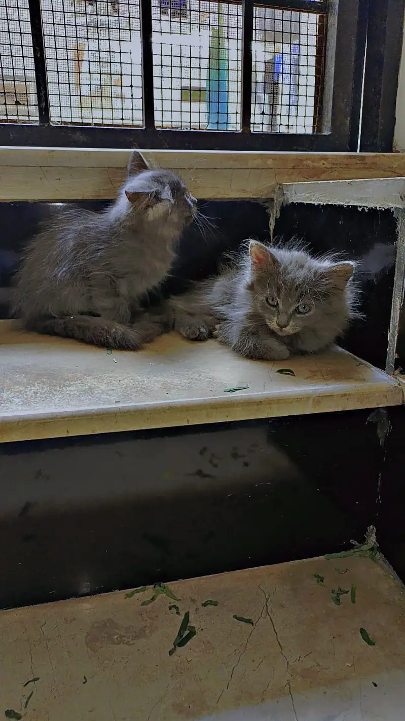 gray Persian female — photo 2