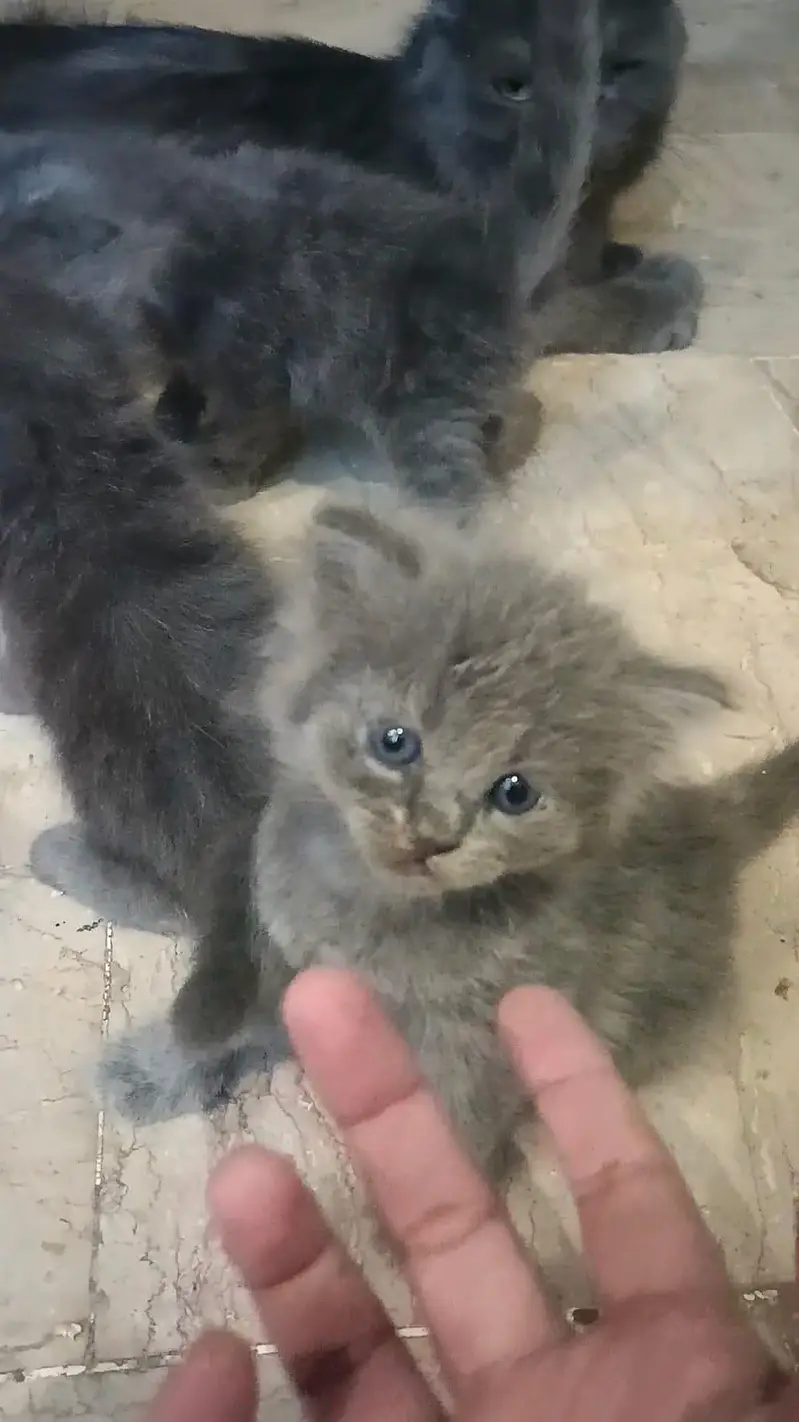 gray Persian female — photo 3