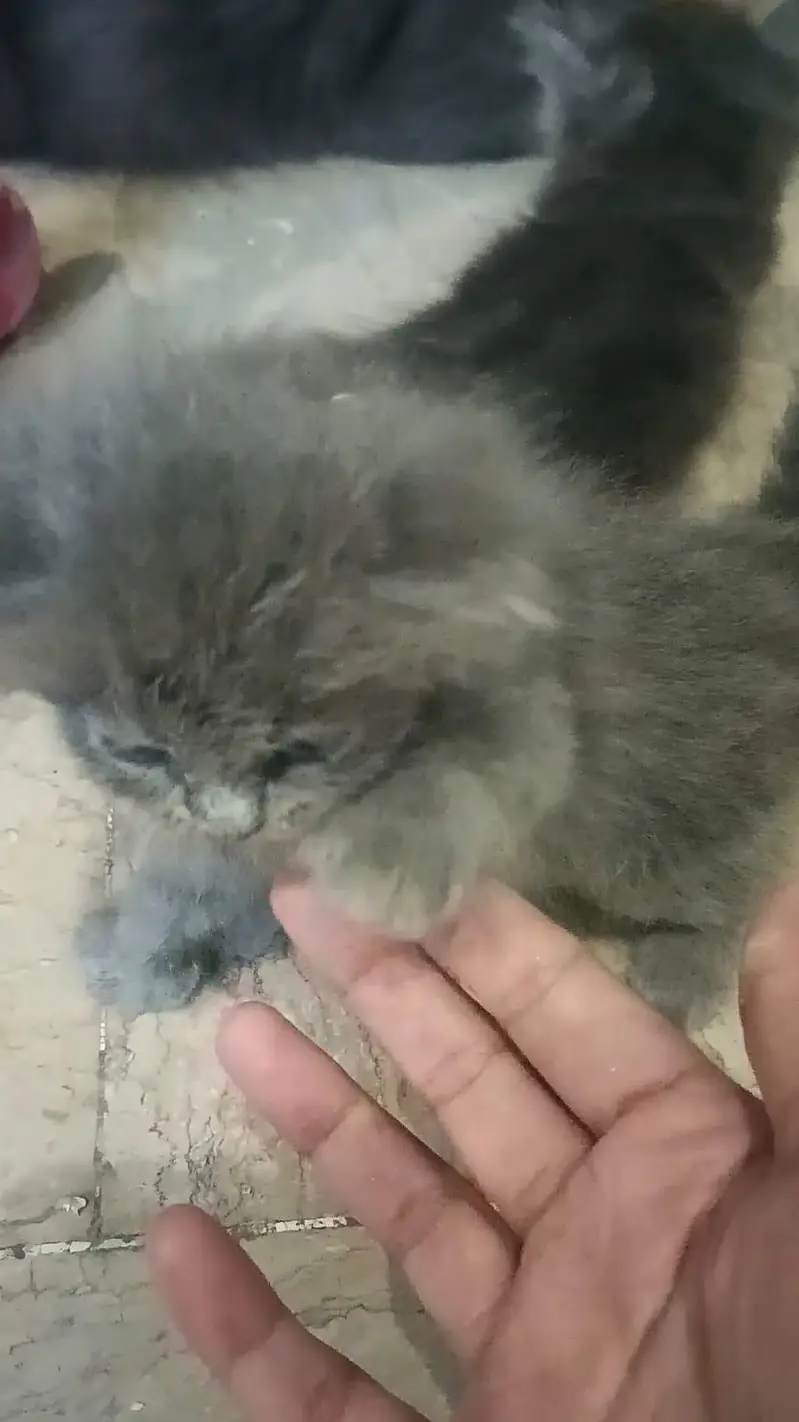 gray Persian female — photo 4