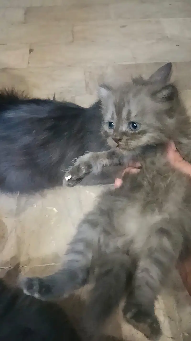 gray Persian female — photo 5