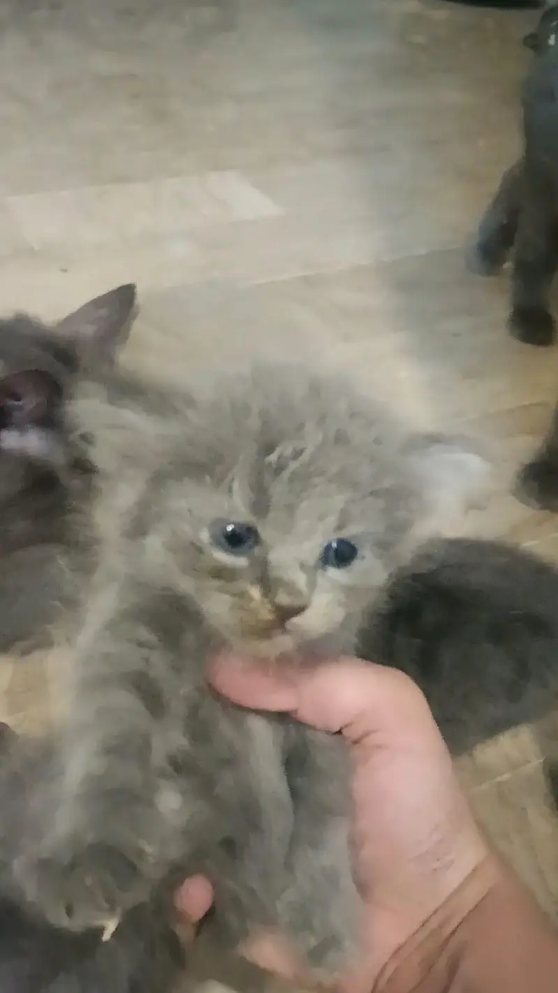 gray Persian female — photo 6