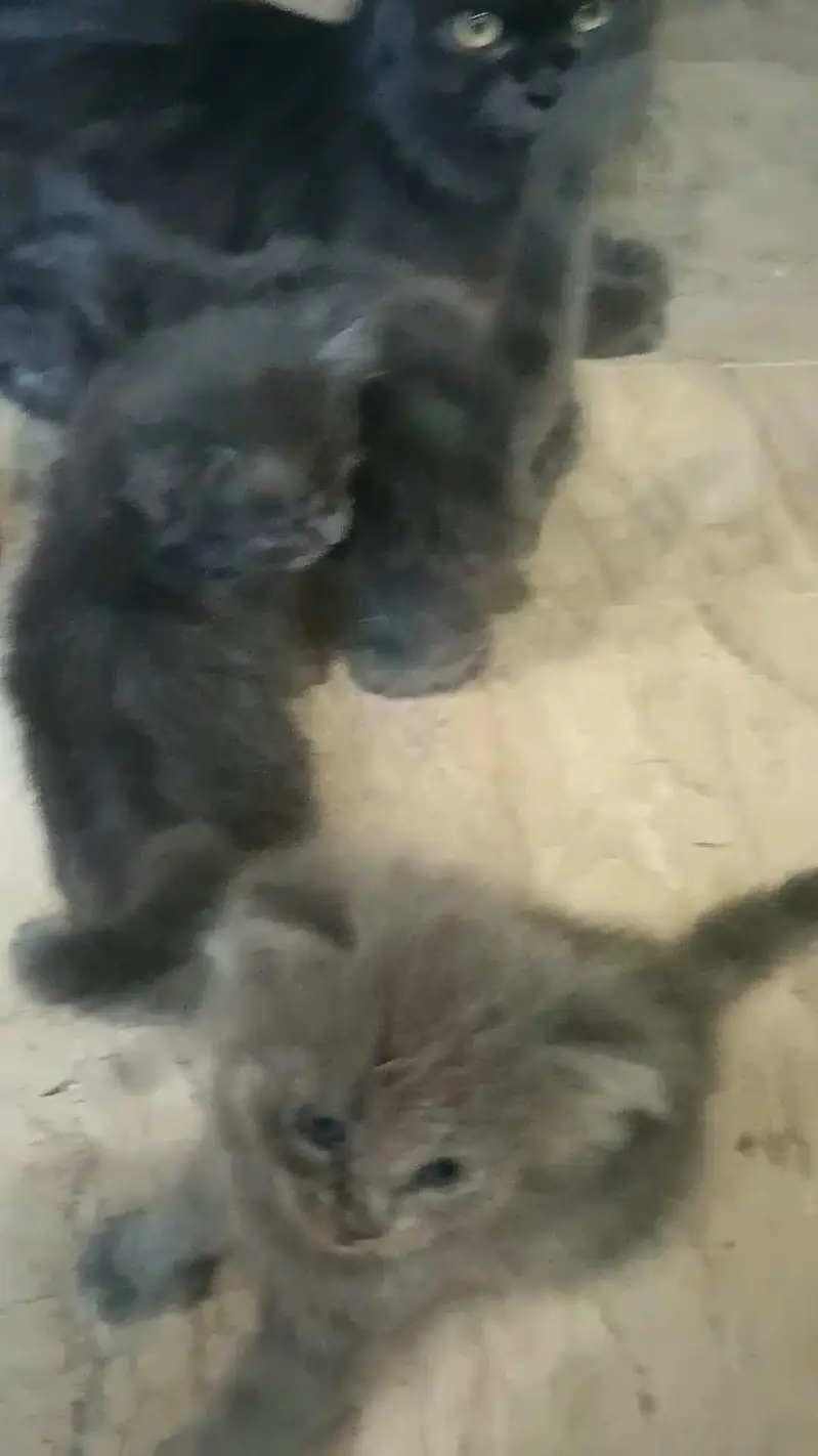 gray Persian female — photo 7