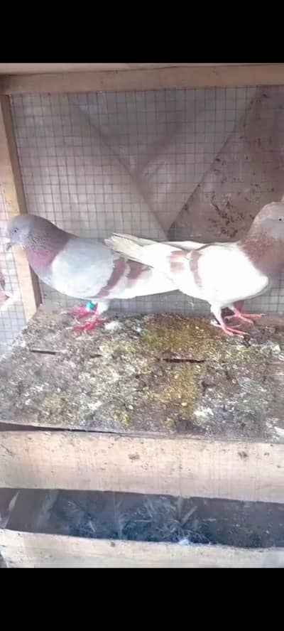 Breeder kabootar