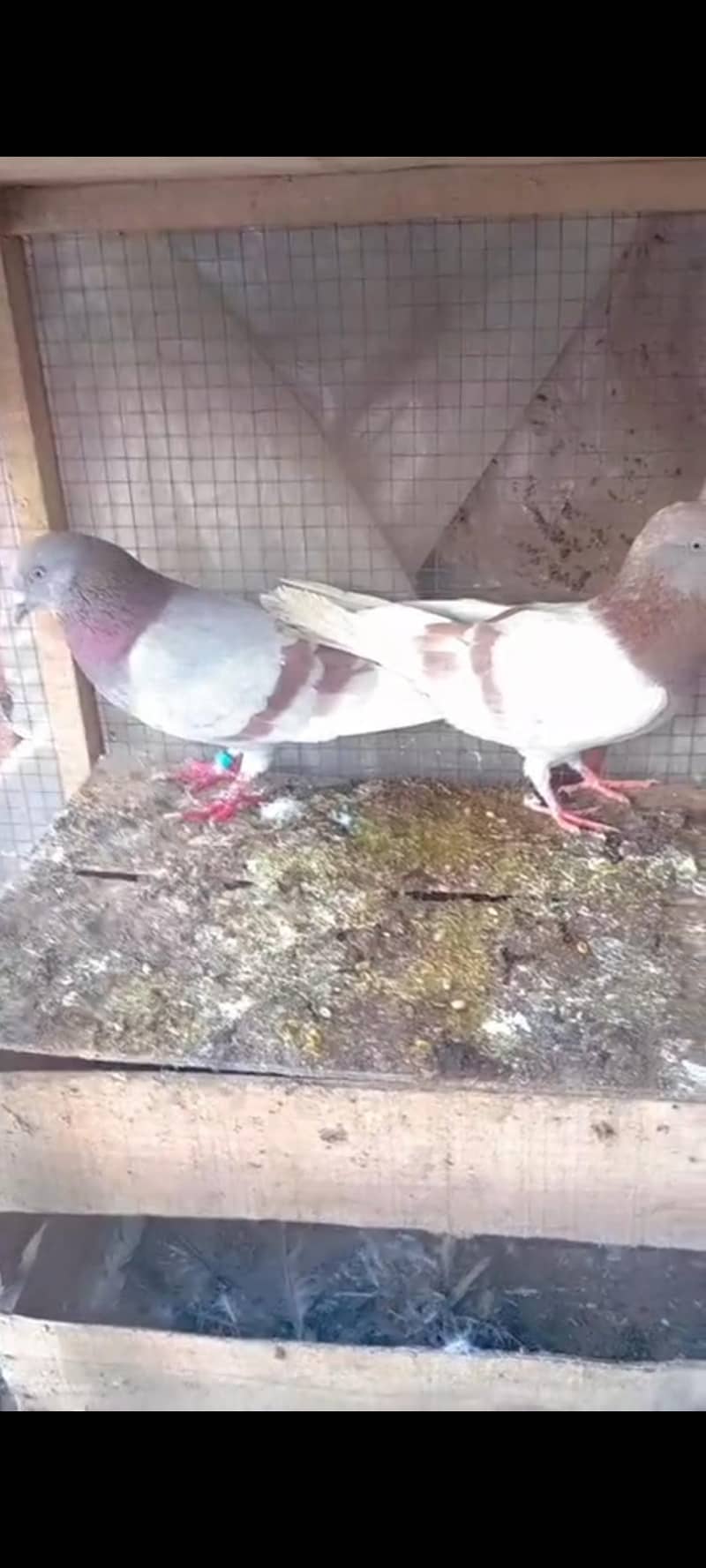 Breeder kabootar 1