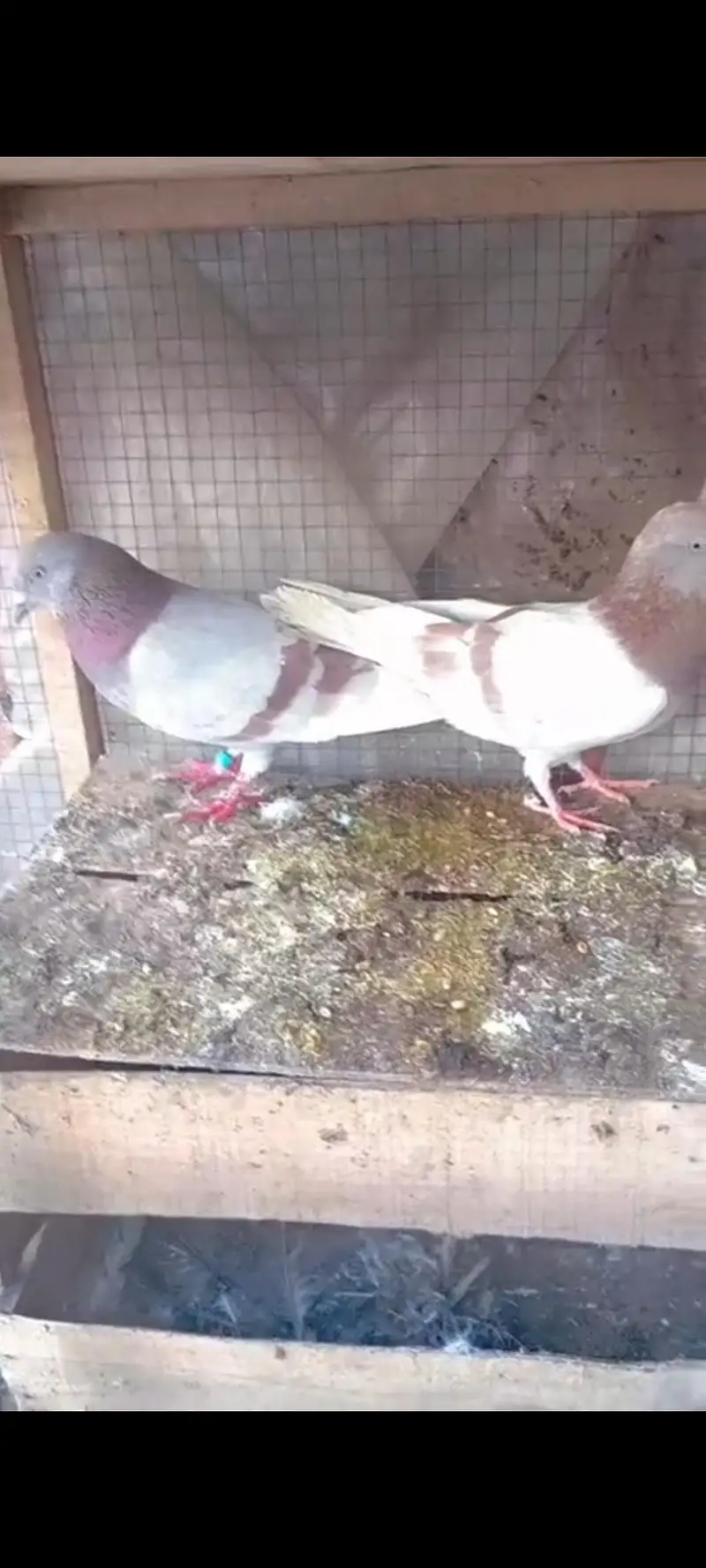 Breeder kabootar — photo 2