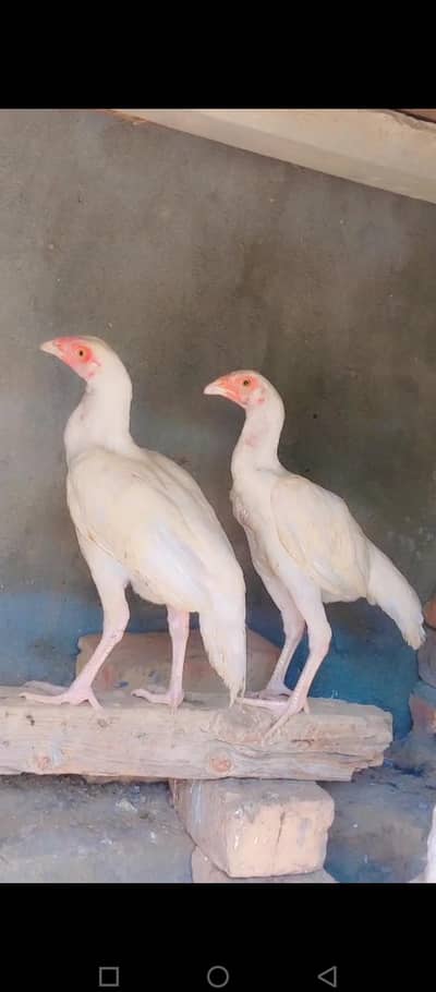 paper white Aseel 2 par for sale