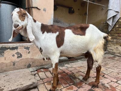 Shokeen logo k lie bhteeen nasal ki bakri for sale