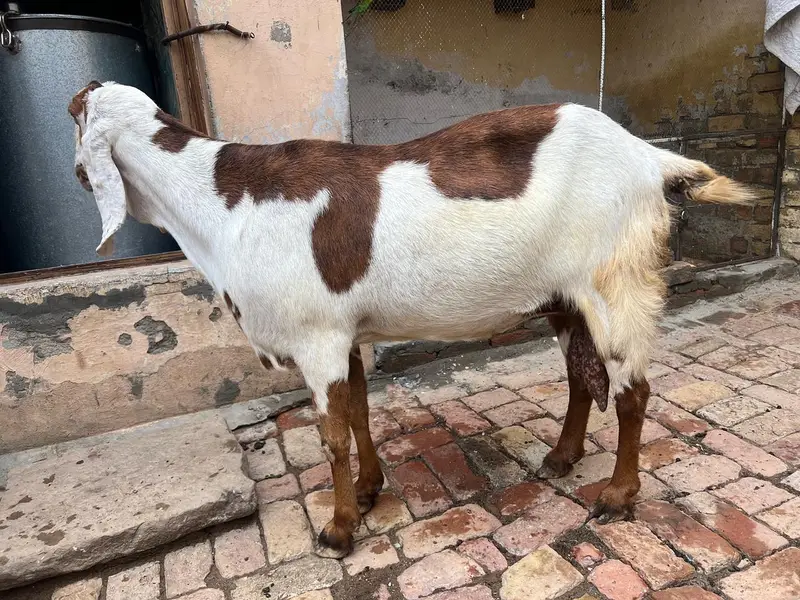 Shokeen logo k lie bhteeen nasal ki bakri for sale — photo 3