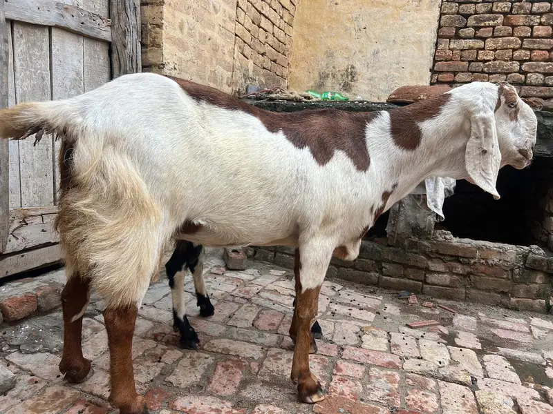 Shokeen logo k lie bhteeen nasal ki bakri for sale — photo 4