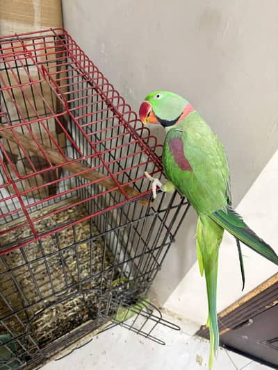raw parrot male