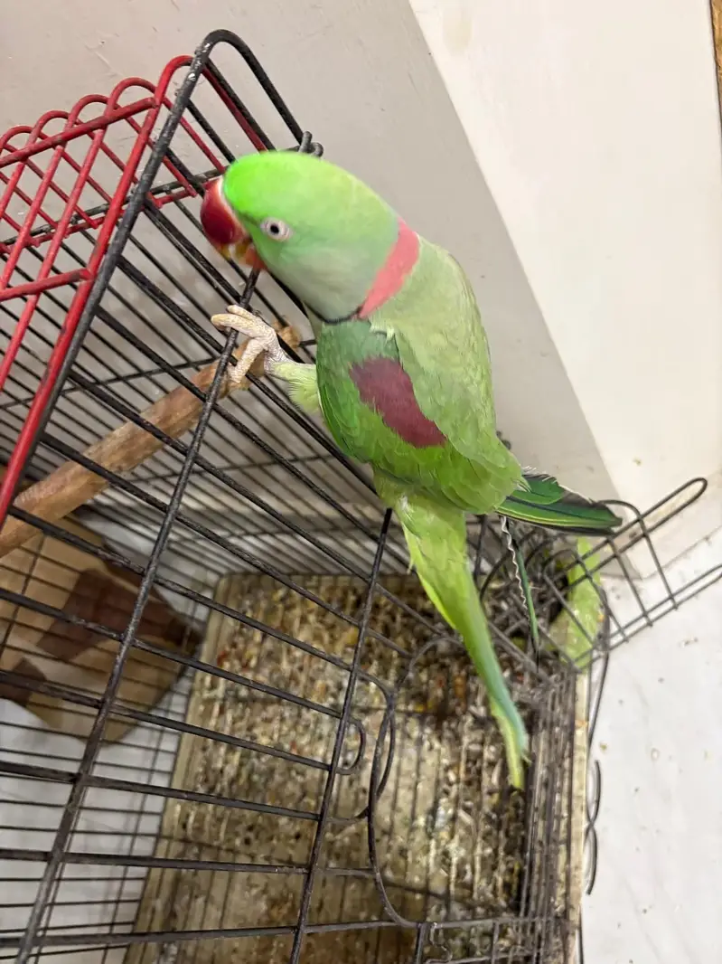 raw parrot male — photo 2