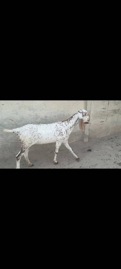 Makhi Cheni ghaban bakriya/ 03005819070