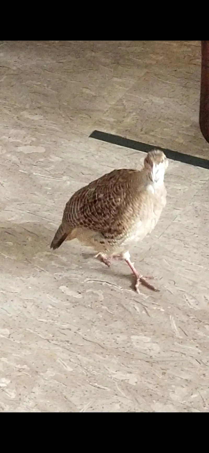 Irani teetar — photo 3